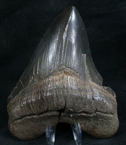 Nice Megalodon Tooth - Serrated #8311
